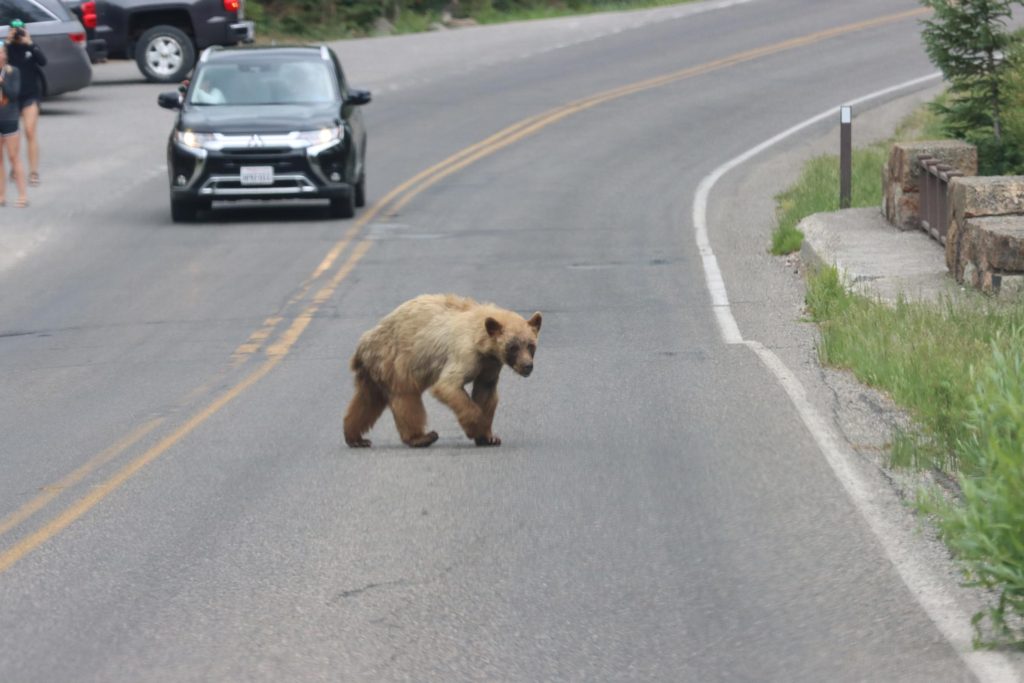 a bear crossing the road - Yellowstone, Wyoming