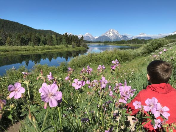 Gorgeous view of the Tetons while sitting in a field of pink flowers - Grand Teton National Park, Wyoming