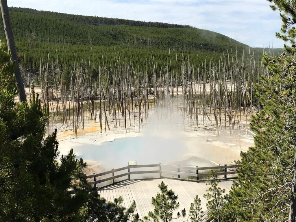 Cistern Spring steaming - Norris Geyser Basin - Yellowstone, Yellowstone