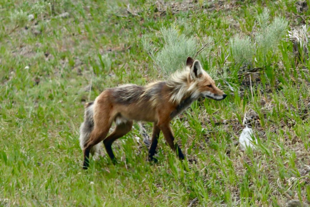 fox- yellowstone, Wyoming