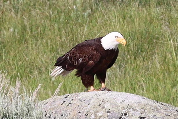 bald eagle close-up - yellowstone, Wyoming