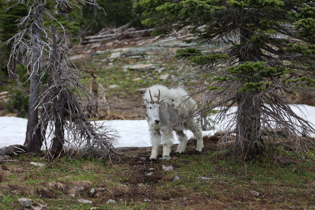 Mountain Goat, Glacier National Park, Montana