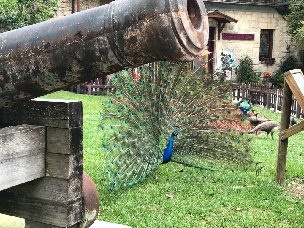 A cannon and a peacock at the Fountain of Youth, St. Augustine, Florida - top things to do