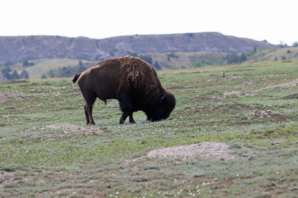 Bison in Theodore Roosevelt National Park - North Dakota