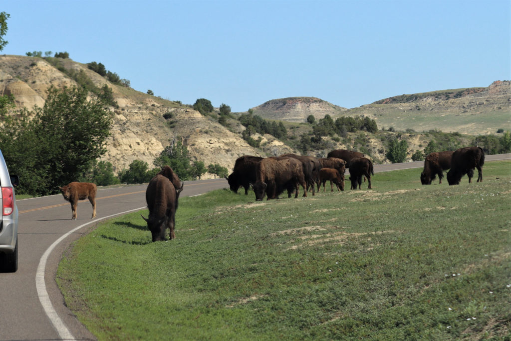 Bison in the Road, Theodore Roosevelt National Park - North Dakota