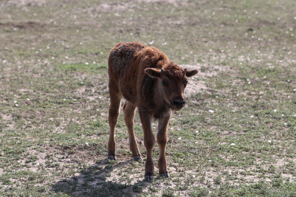 Orange Baby Bison, Theodore Roosevelt National Park - North Dakota