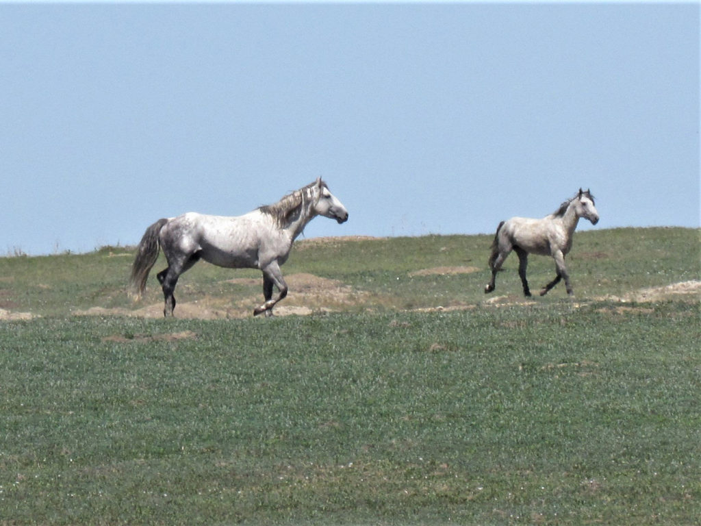 Wild Horses in Theodore Roosevelt National Park - North Dakota