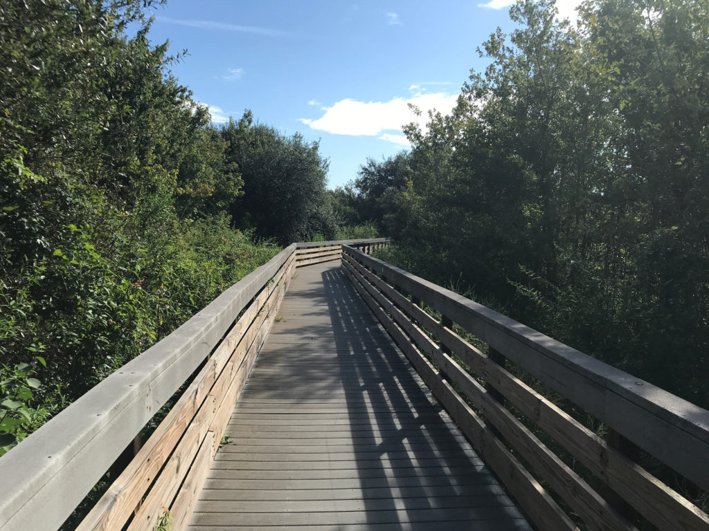 Kapok Trail Boardwalk, Clearwater, Florida