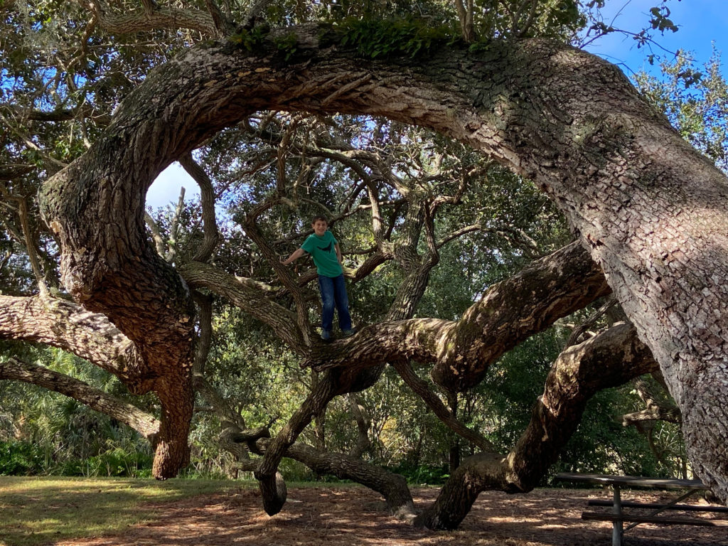 Impressive trees you can climb on Kapok Trail, Clearwater, Florida