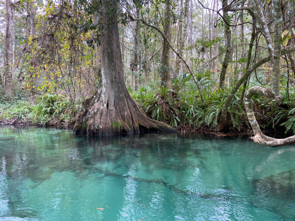 Kayaking Weeki Wachee River, Florida - gorgeous turquoise crystal clear water