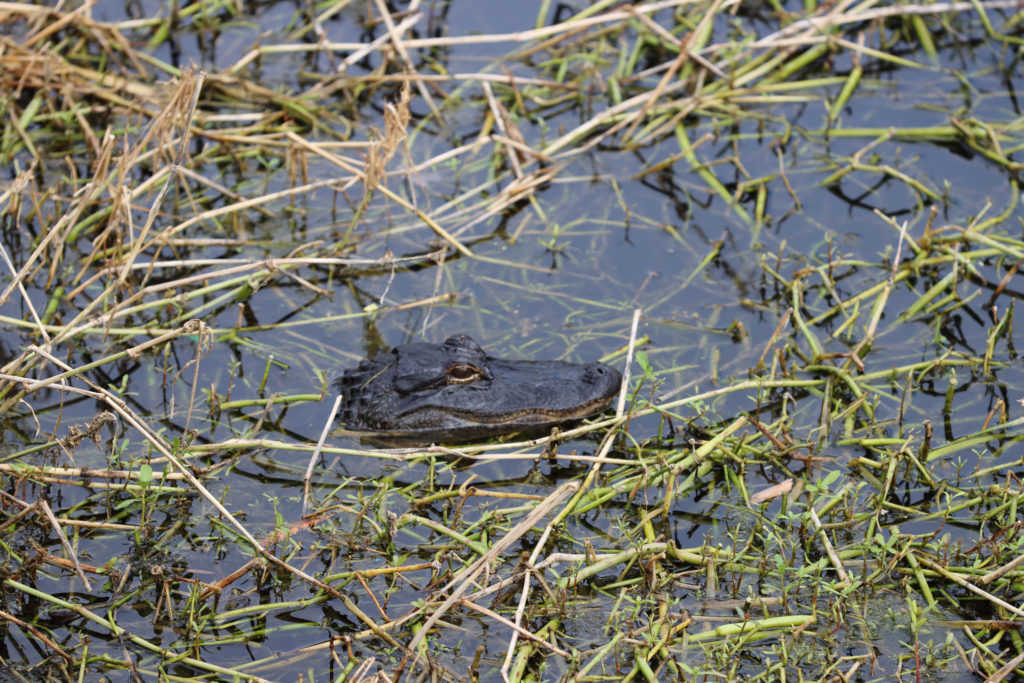 An alligator in the water on Kapok Trail, Clearwater, Florida