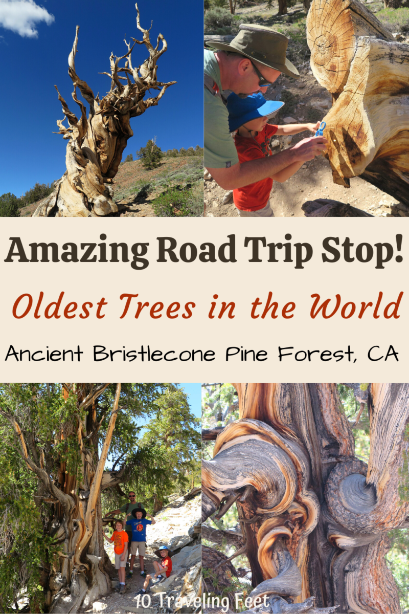 Ancient Bristlecone Pine Forest, California Pin