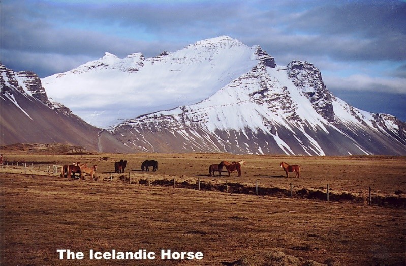 Hofn to Vik on the Ring Road - Icelandic Horse - Iceland