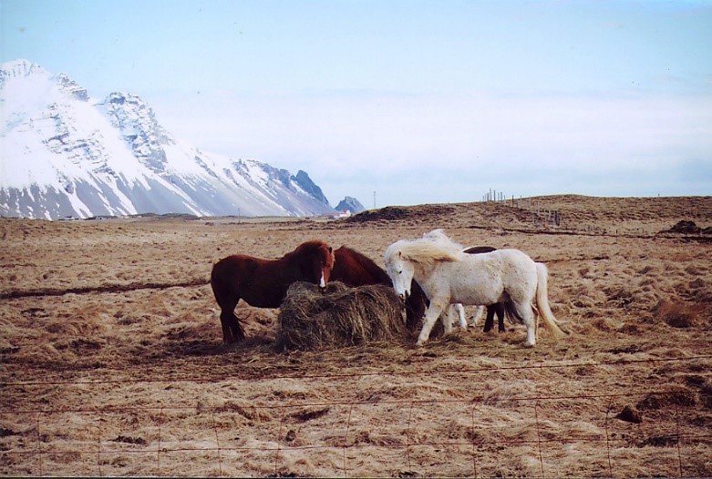 Icelandic Horses - Hofn to Vik on the Ring Road - Iceland