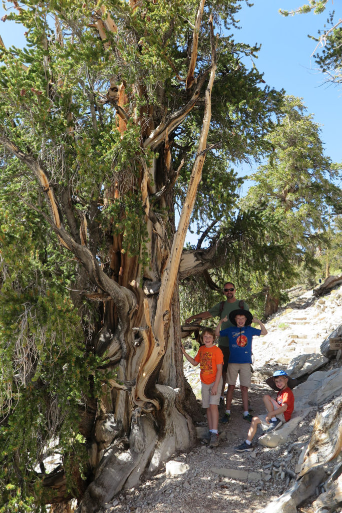 Bristlecone Pine Forest - an ancient tree - California