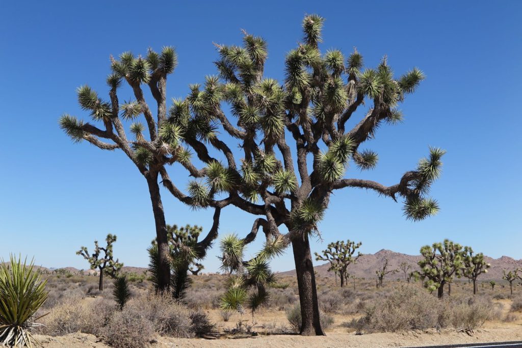 Unique Joshua Trees in California