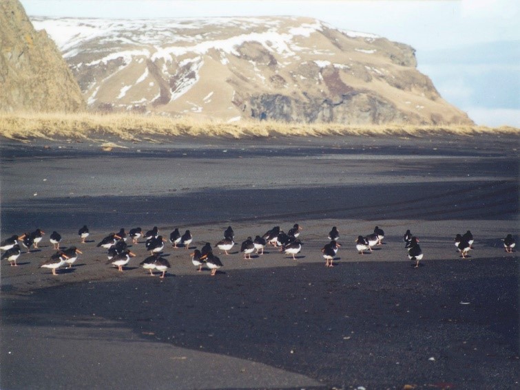 Birds on Black Sand Beach in Iceland