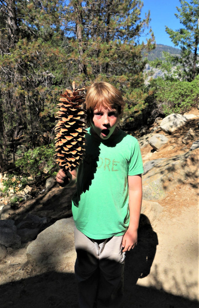 Sugar Pine cone - They're huge! - Yosemite, California - Found near Nevada Falls