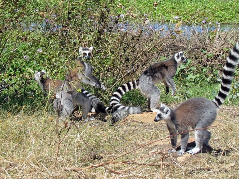 Madagascar