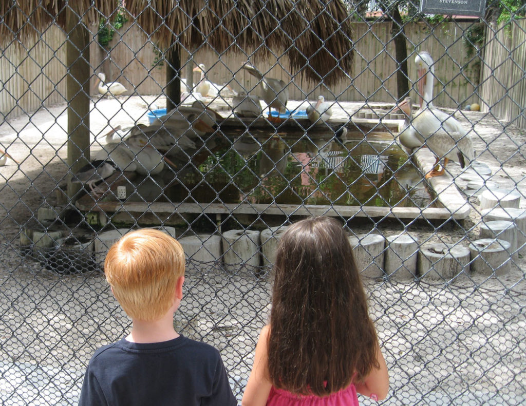Watching White Pelicans at the Seabird Sanctuary, Florida