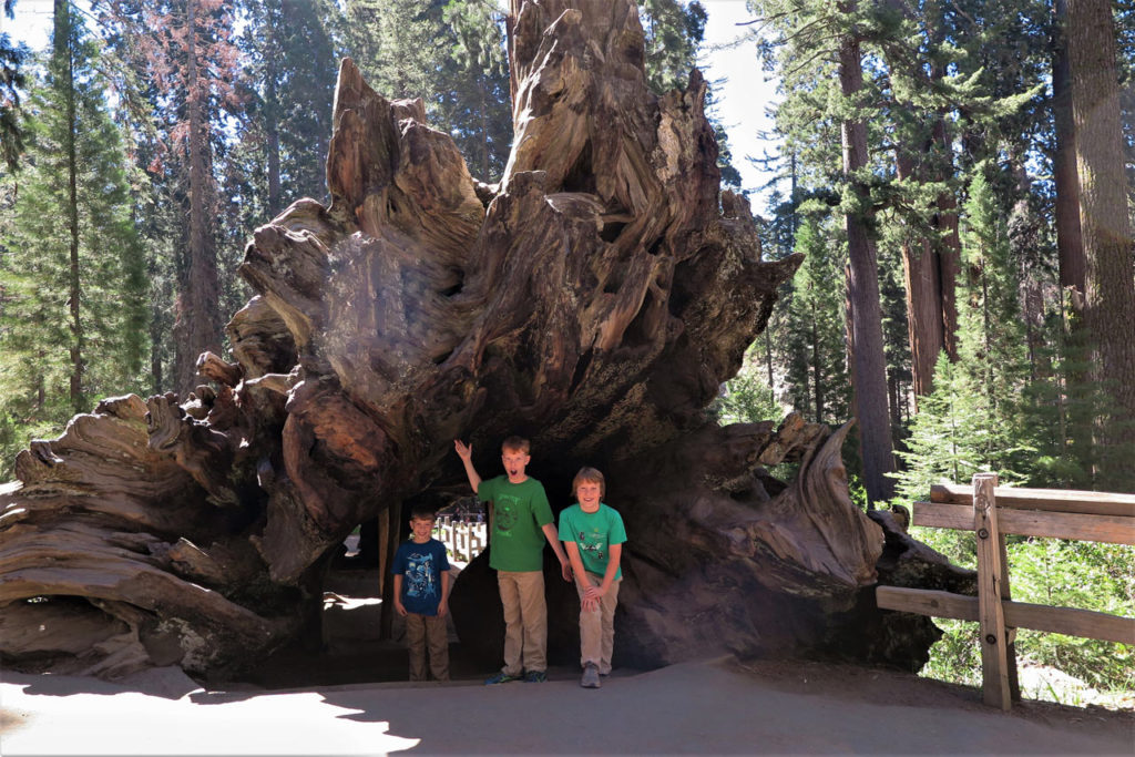 A Tree you can walk through - Grant Trail - Sequoia National Park, California
