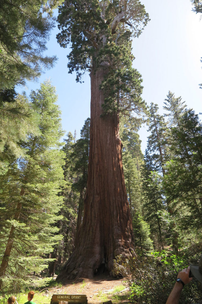 General Grant Tree - Sequoia National Park, California