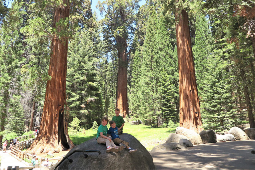 Sequoia National Park, California - Good Picture Idea