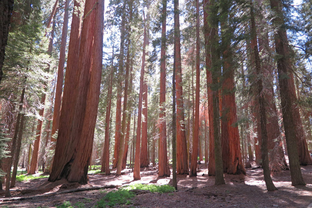 Sunlight through the trees in Sequoia National Park, California