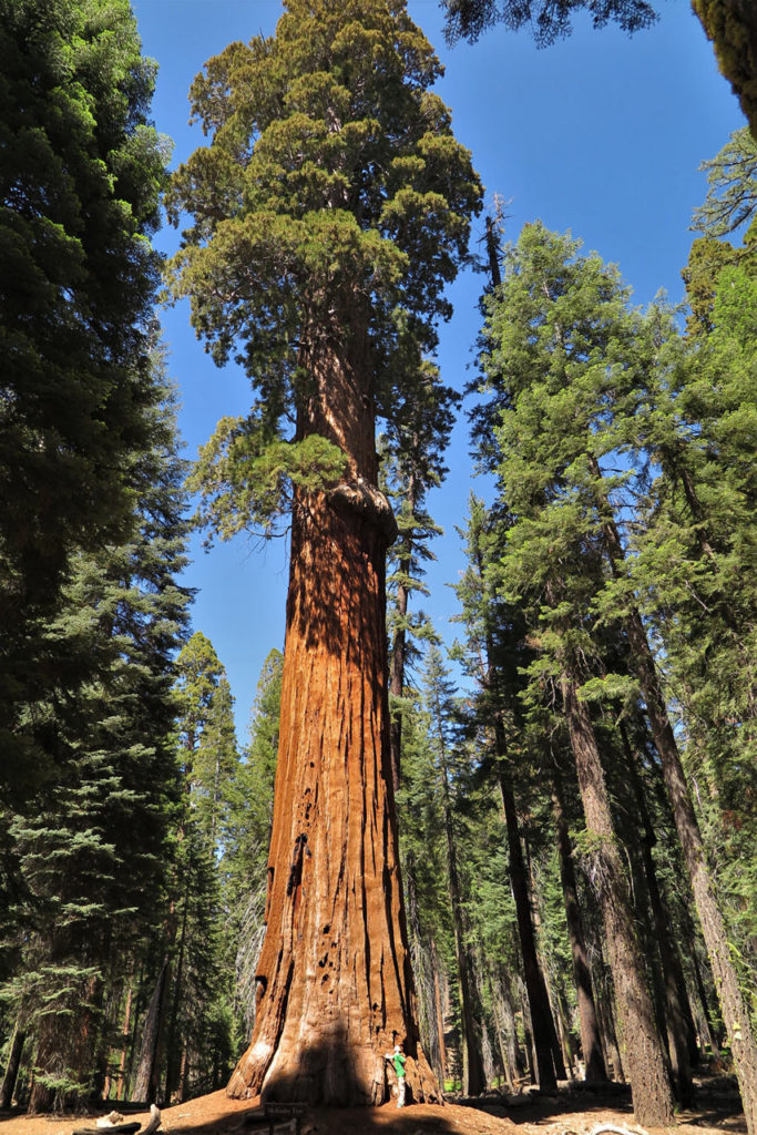 Looking up at a giant sequoia - Sequoia National Park, California