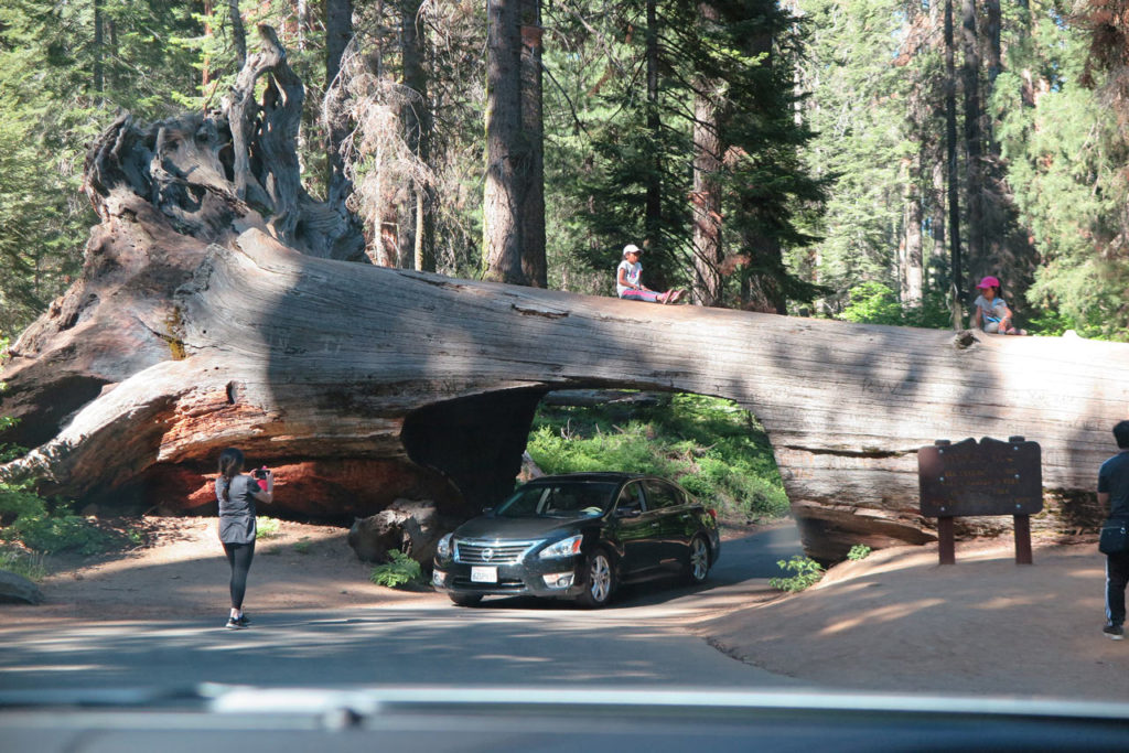 You can drive your car under a sequoia - Sequoia National Park, California