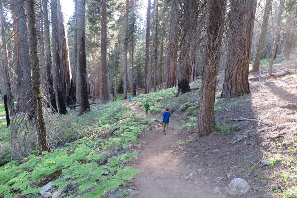 Crescent Meadow - Sequoia National Park, California