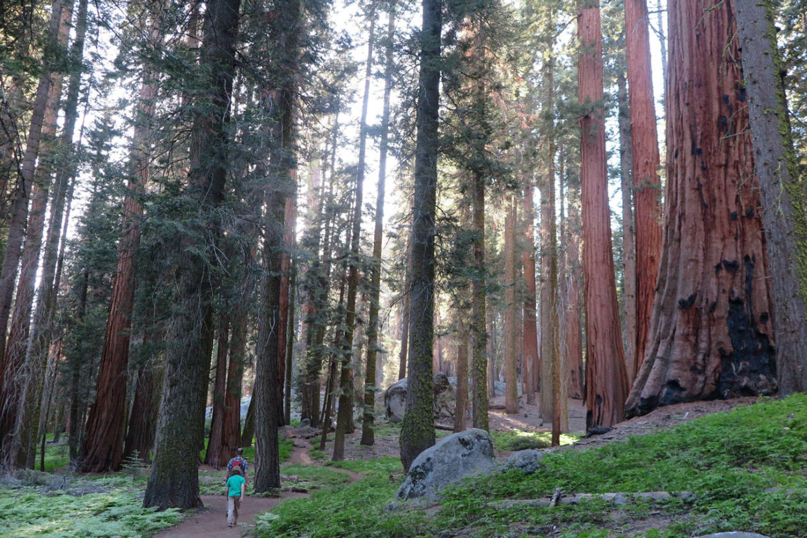 Sequoia National Park/ Kings Canyon: Top Things to Do (Family-Friendly ...