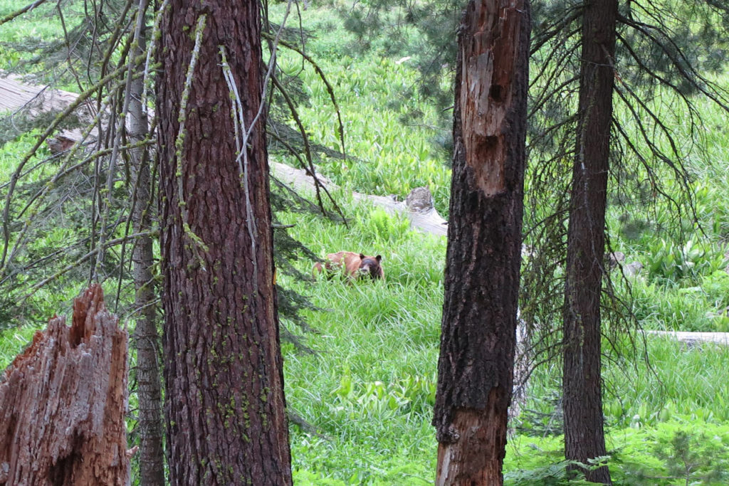 A bear in Crescent Meadow - Sequoia National Park, California