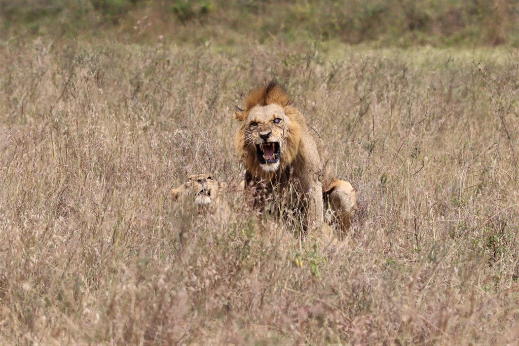 Nairobi National Park - Lions mating, Kenya
