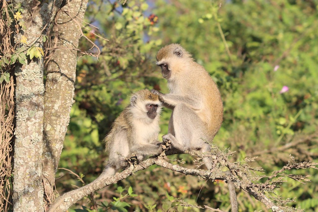 Vervet Monkeys Grooming at Nairobi National Park, Kenya