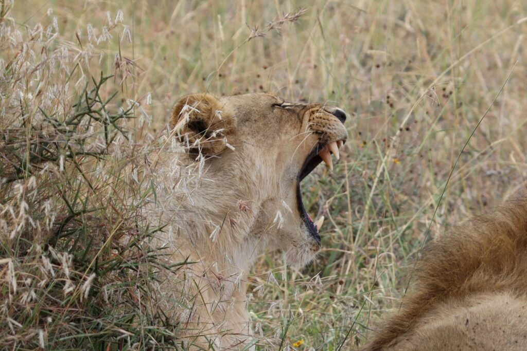 Nariobi National Park Lion, Kenya