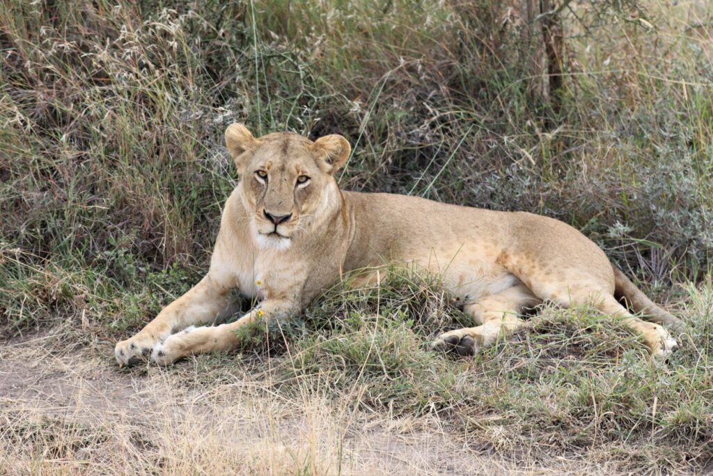 Nairobi National Park Lion, Kenya