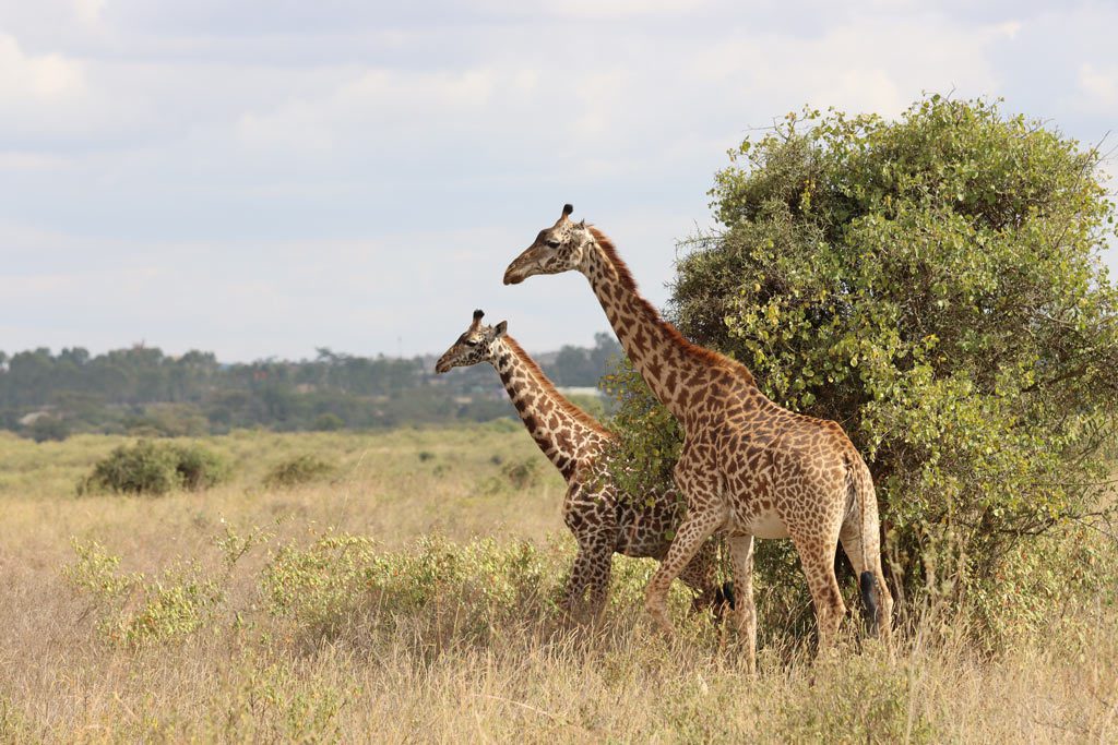 Giraffe at Nairobi National Park, Kenya