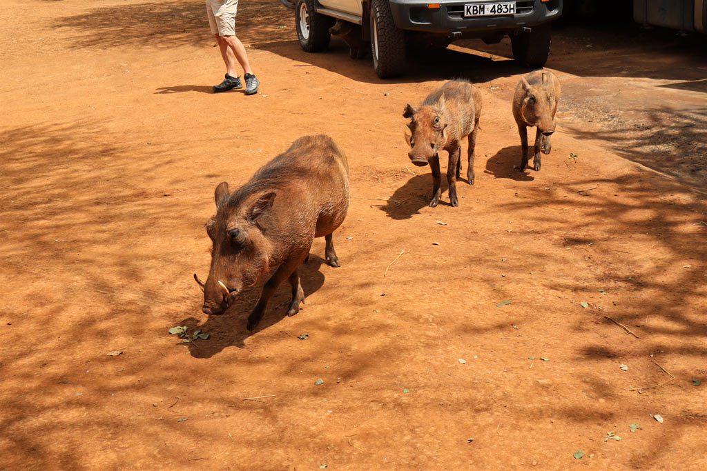 Kenya - Warthogs