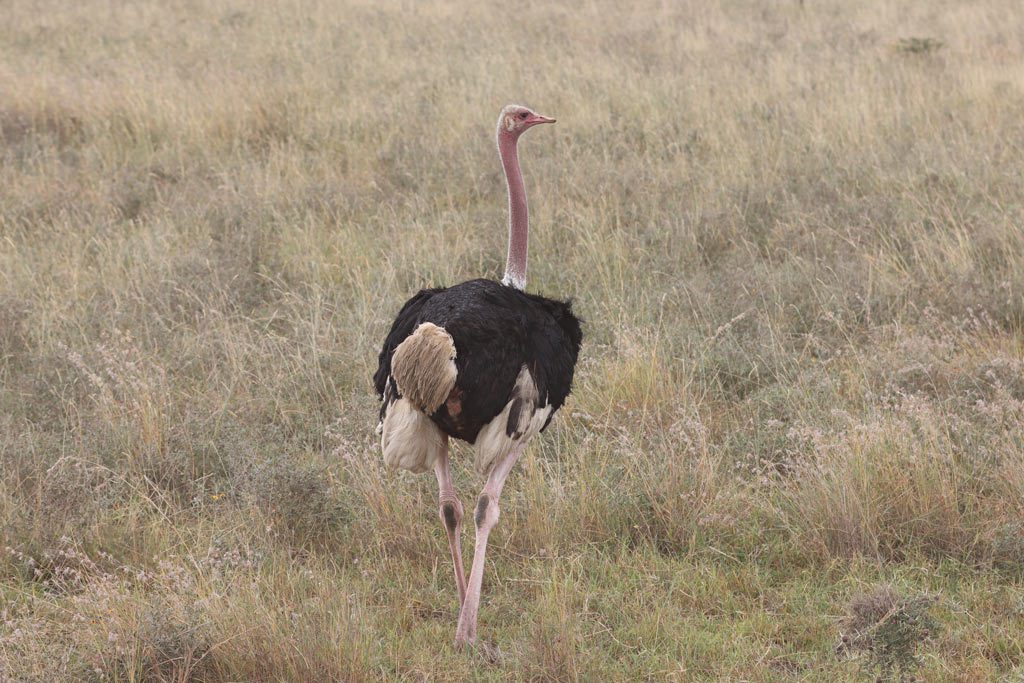 Nairobi National Park ostrich - Kenya