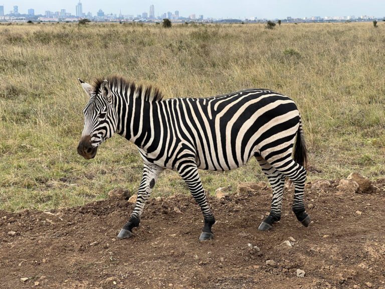 Nairobi National Park: What to Expect, Top Animals to Look For & Tips ...