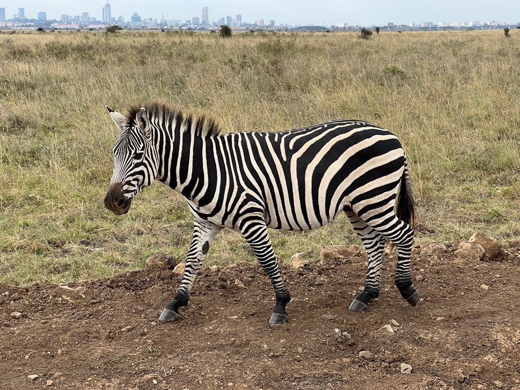 Nairobi National Park zebra with skyline, Kenya