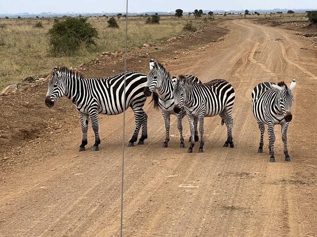 Nairobi National Park, Zebras in the Road, Kenya