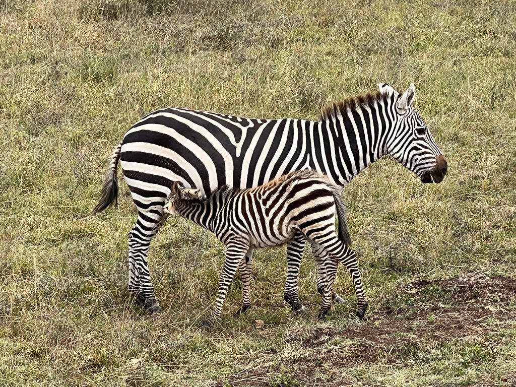 Nairobi National Park zebra nursing, Kenya