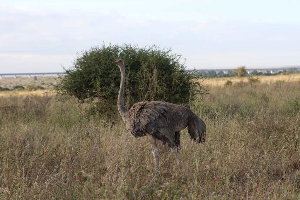 Ostrich at Nairobi National Park, Kenya