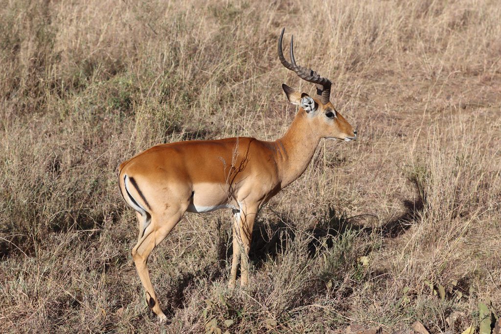 Nairobi National Park, Kenya