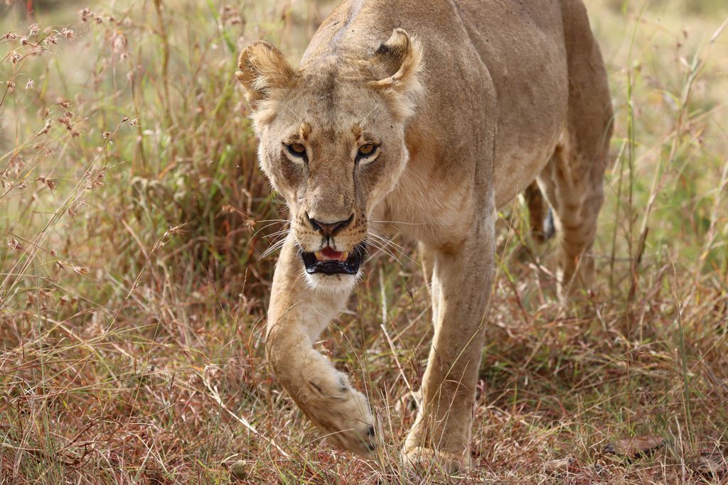 Lion at Nairobi National Park, Kenya