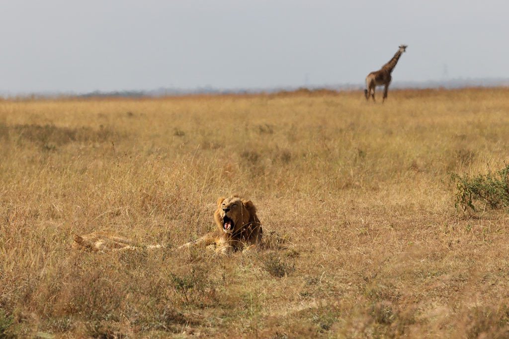 Lion and Giraffe at Nairobi National Park, Kenya