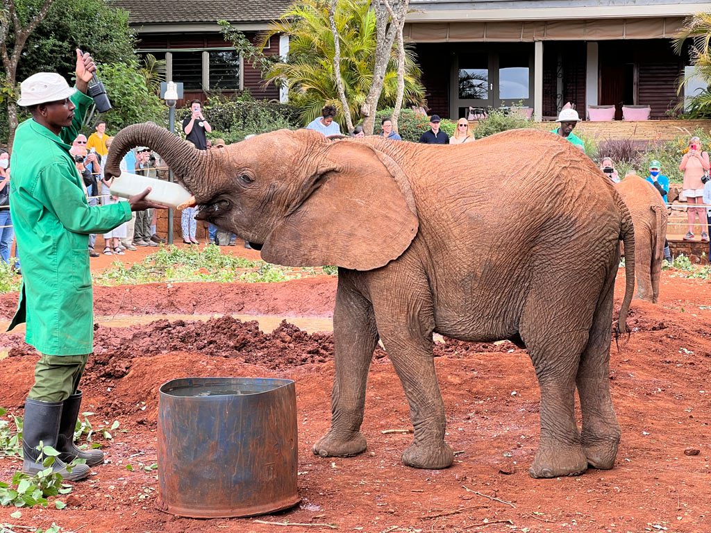 Sheldrick Elephant Orphanage, Kenya