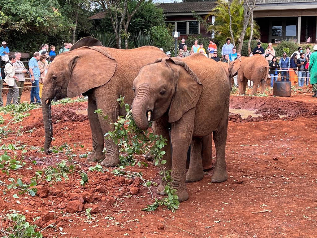 Sheldrick Elephant Orphanage, Kenya